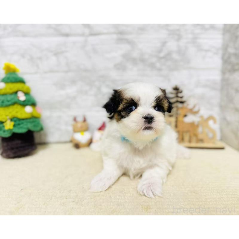 販売中の岐阜県のマルシーズー:マルチーズ×シーズー-434693の5枚目