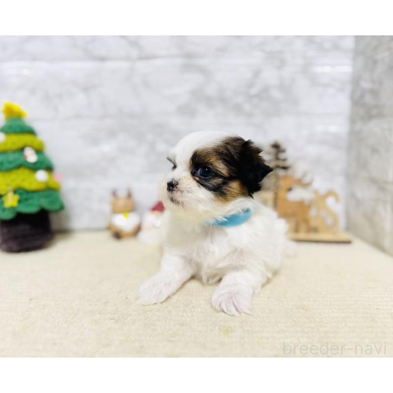 販売中の岐阜県のマルシーズー:マルチーズ×シーズー-434693の4枚目