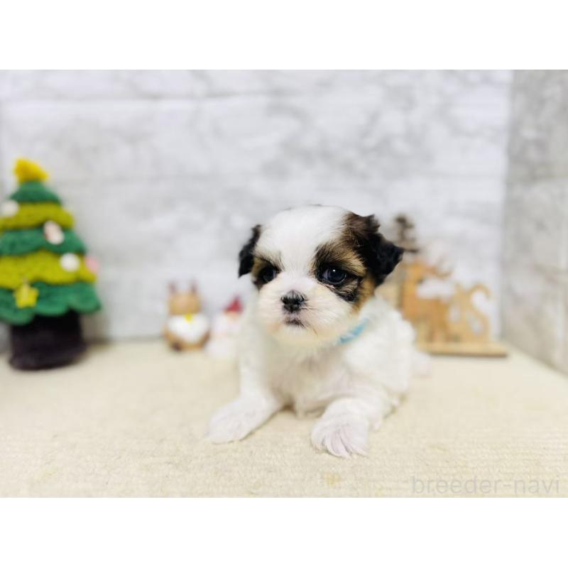 販売中の岐阜県のマルシーズー:マルチーズ×シーズー-434693の3枚目