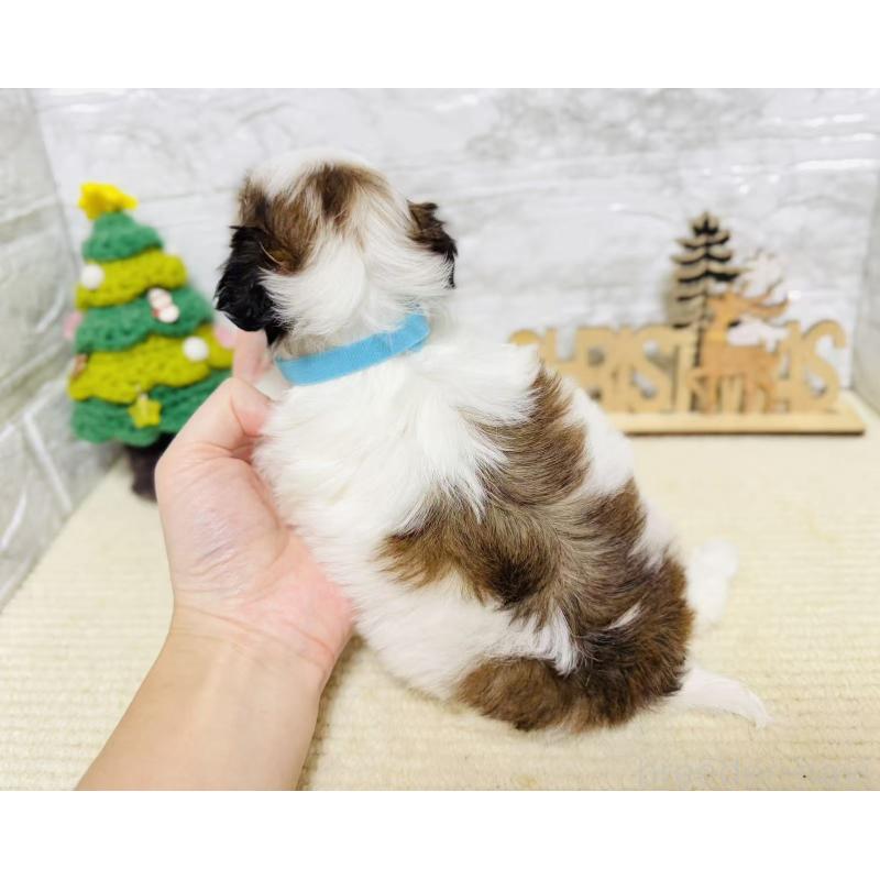 販売中の岐阜県のマルシーズー:マルチーズ×シーズー-434693の2枚目