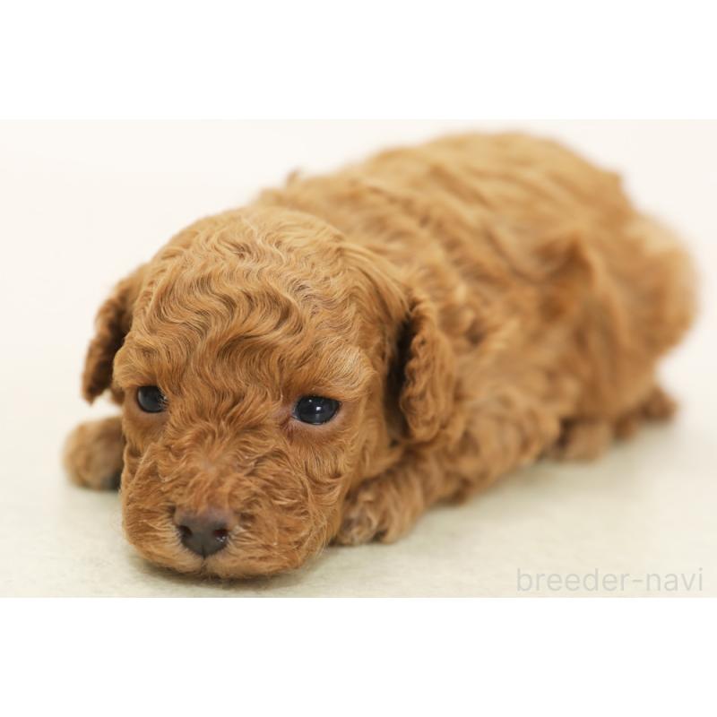 販売中の神奈川県のトイプードル-433961