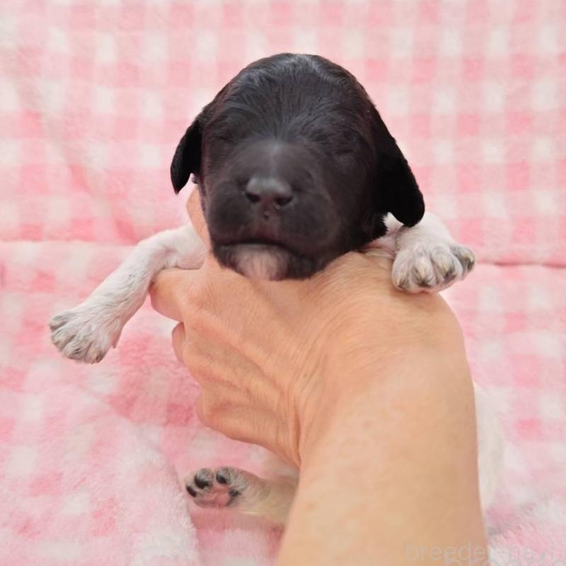 販売中の静岡県のスタンダードプードル-434694の1枚目