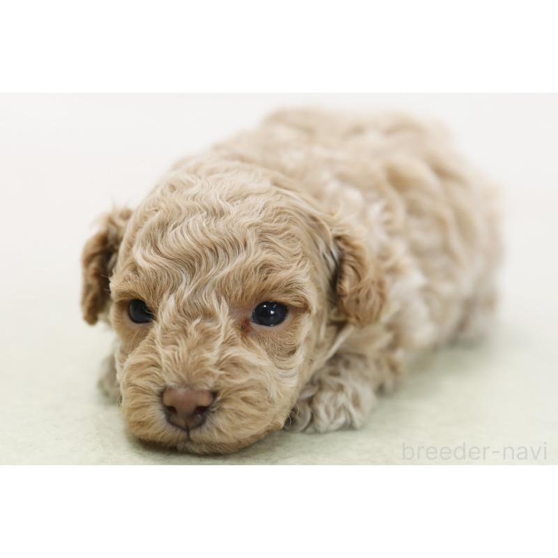 販売中の神奈川県のトイプードル-433962