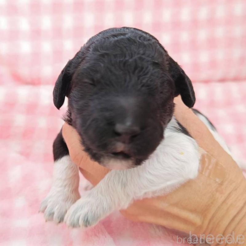 販売中の静岡県のスタンダードプードル-434695の1枚目