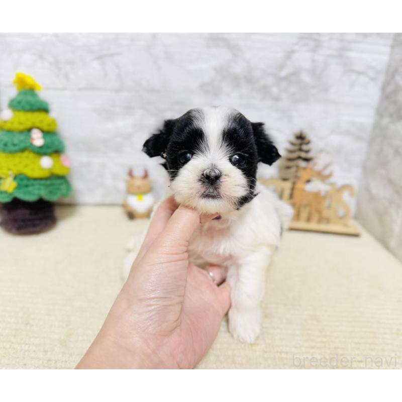 販売中の岐阜県のマルシーズー:マルチーズ×シーズー-434698の8枚目