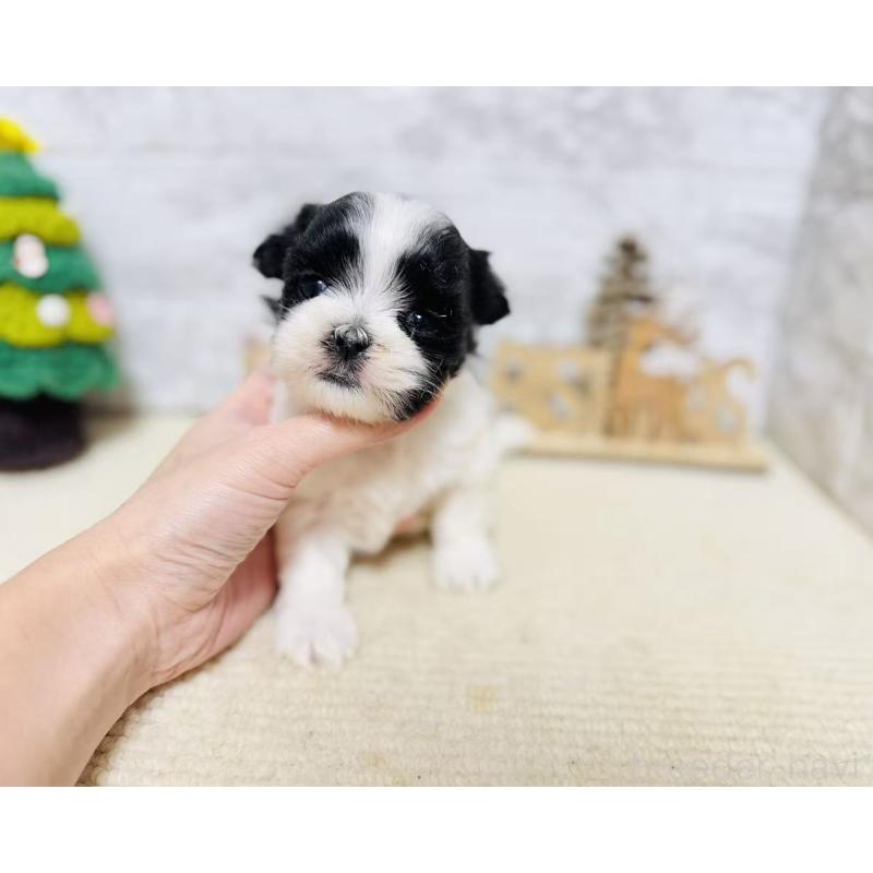 販売中の岐阜県のマルシーズー:マルチーズ×シーズー-434698の7枚目