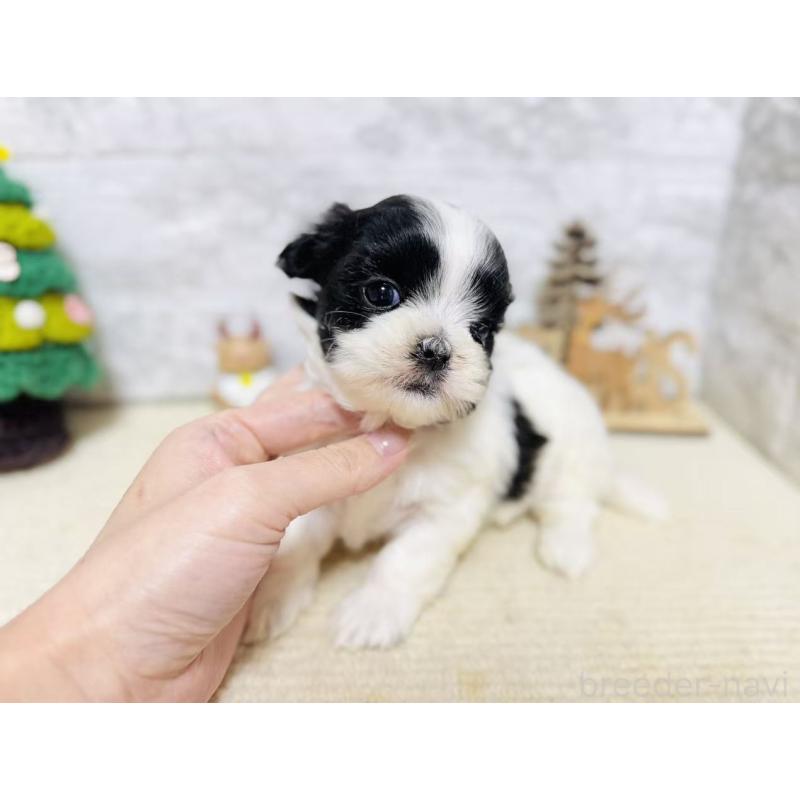 販売中の岐阜県のマルシーズー:マルチーズ×シーズー-434698の5枚目