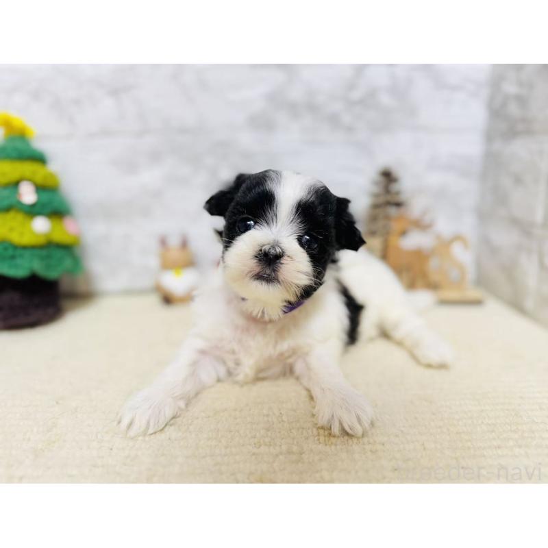 販売中の岐阜県のマルシーズー:マルチーズ×シーズー-434698の3枚目