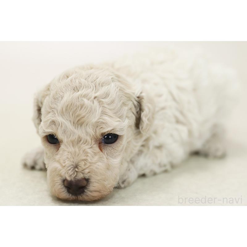 販売中の神奈川県のトイプードル-433963
