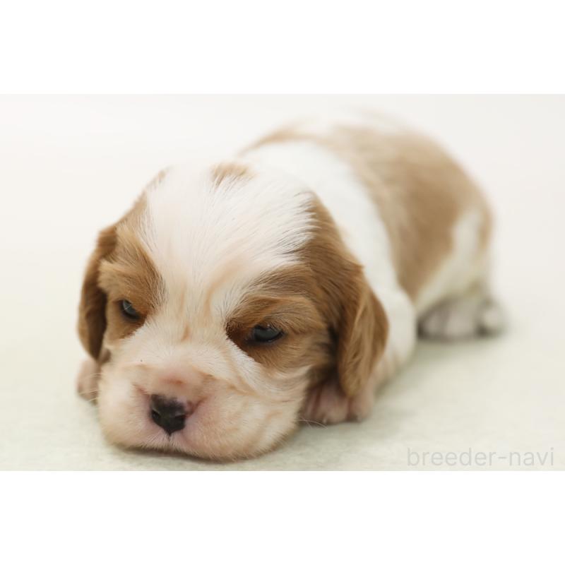 販売中の神奈川県のキャバリアキングチャールズスパニエル-433964