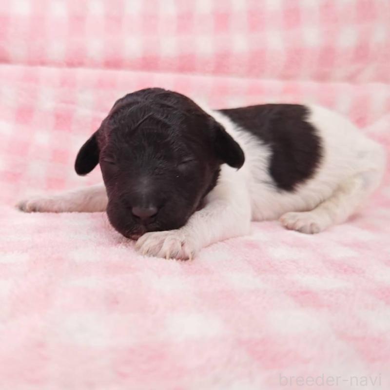 販売中の静岡県のスタンダードプードル-434700の1枚目