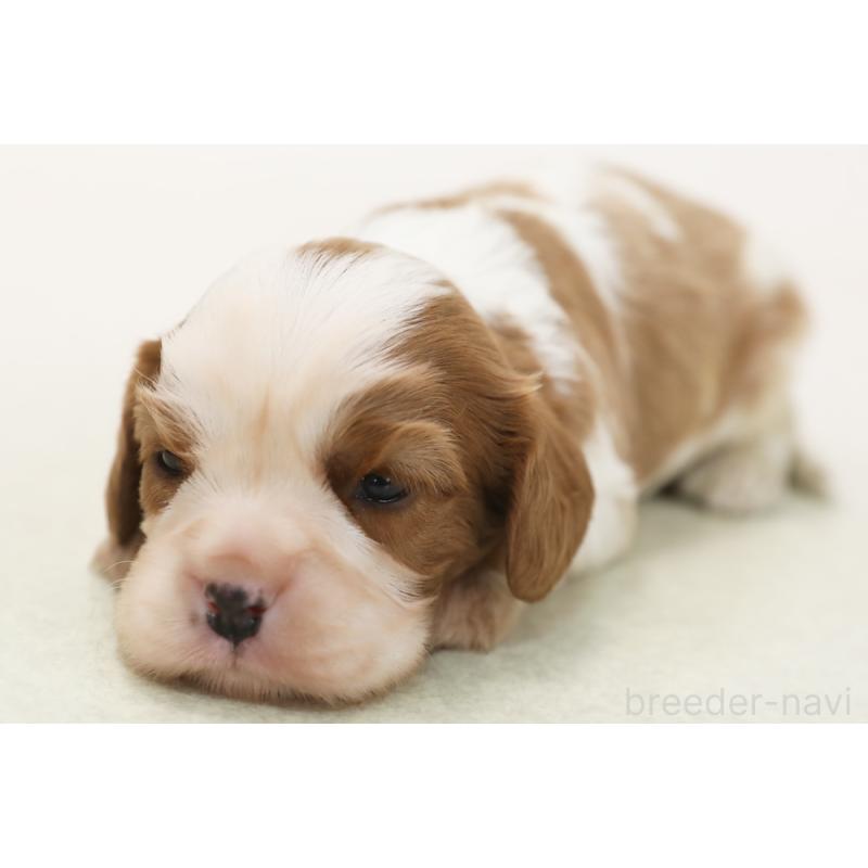 販売中の神奈川県のキャバリアキングチャールズスパニエル-433965の1枚目