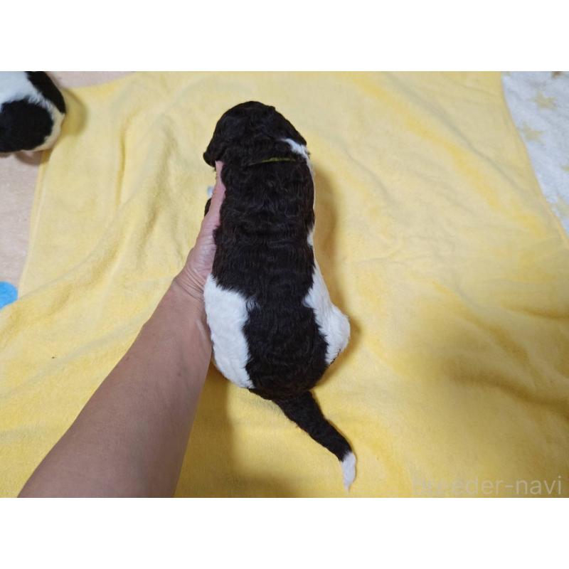 販売中の静岡県のスタンダードプードル-434701の4枚目