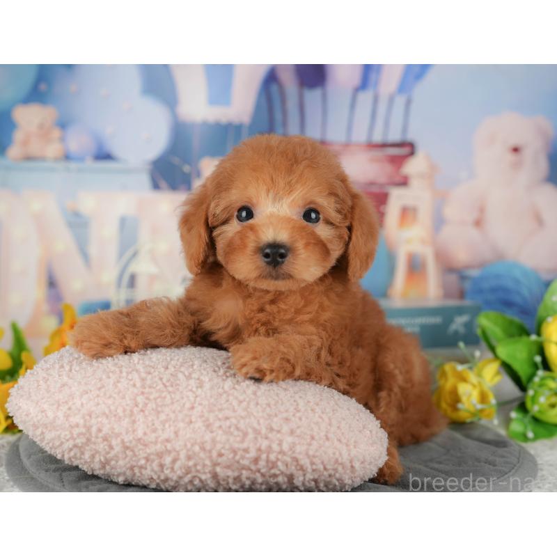 販売中の千葉県のトイプードル-434702