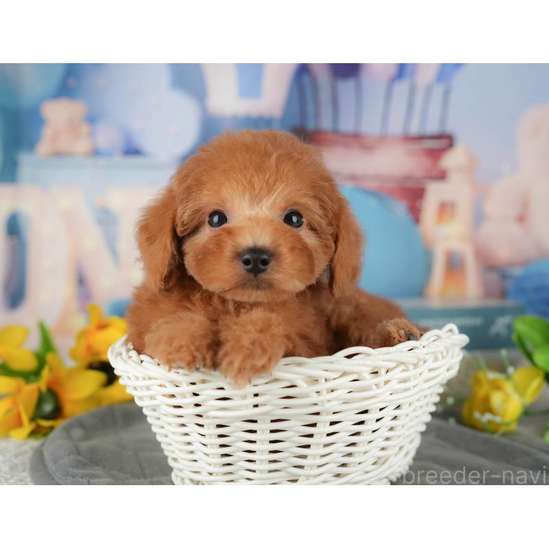 販売中の千葉県のトイプードル-434702の10枚目