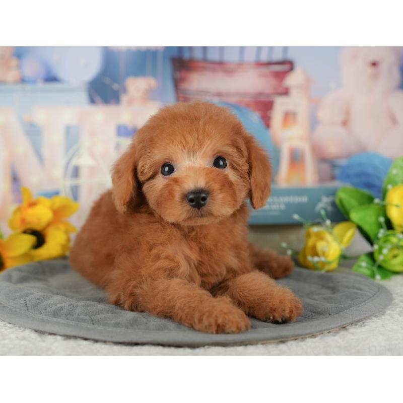 販売中の千葉県のトイプードル-434702の9枚目