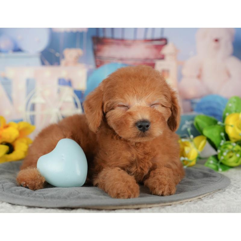 販売中の千葉県のトイプードル-434702の8枚目