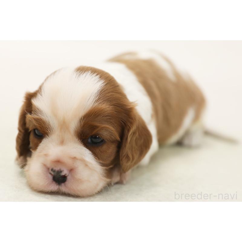販売中の神奈川県のキャバリアキングチャールズスパニエル-433966