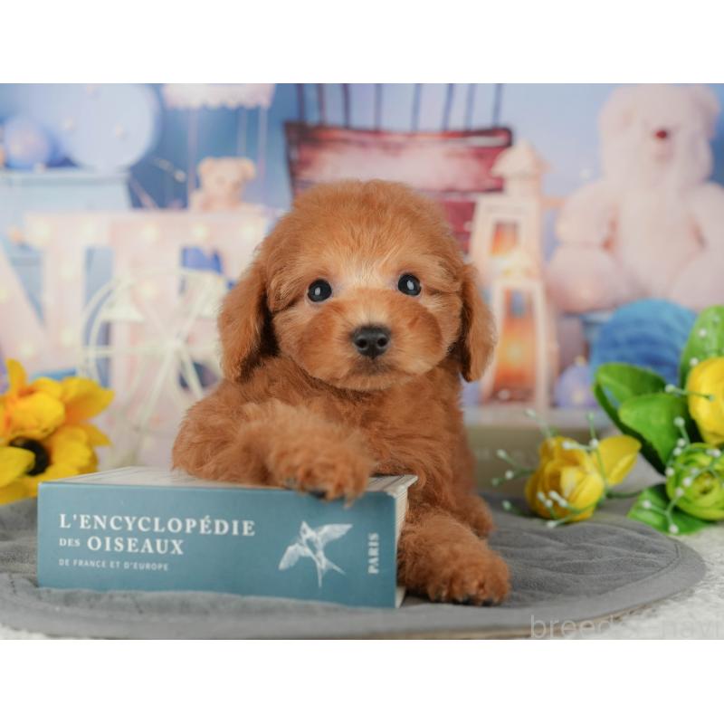 販売中の千葉県のトイプードル-434702の7枚目