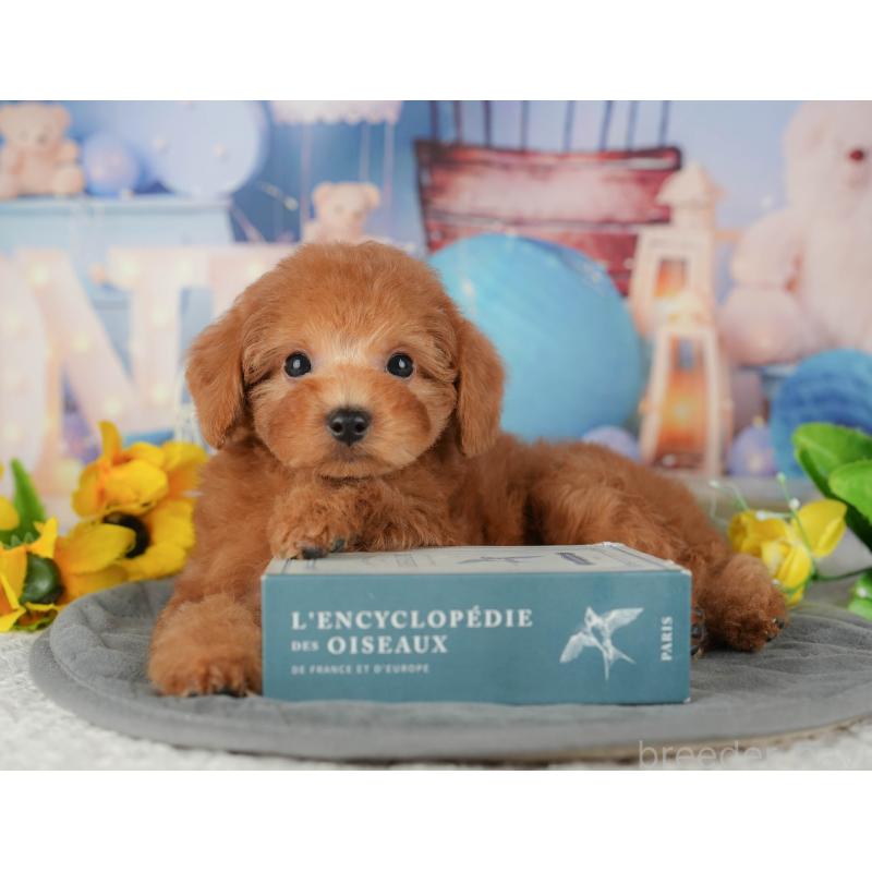 販売中の千葉県のトイプードル-434702の6枚目