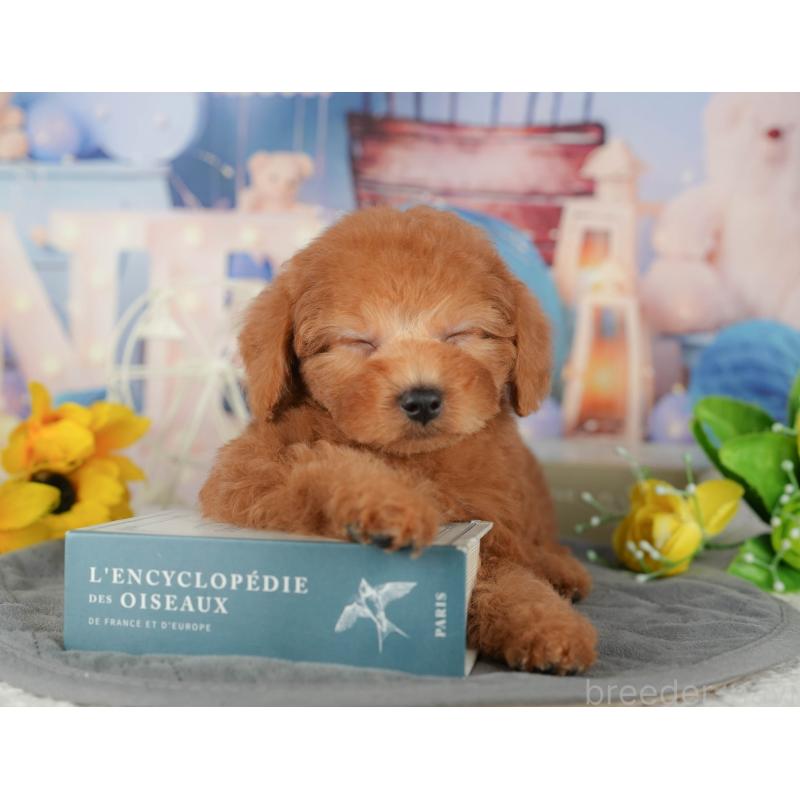 販売中の千葉県のトイプードル-434702の4枚目