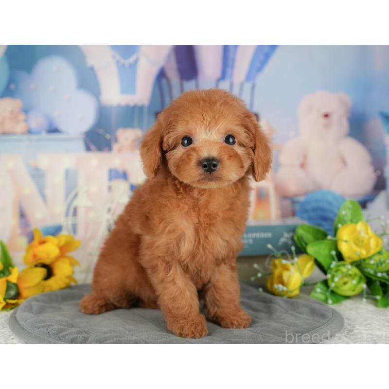 販売中の千葉県のトイプードル-434702の3枚目