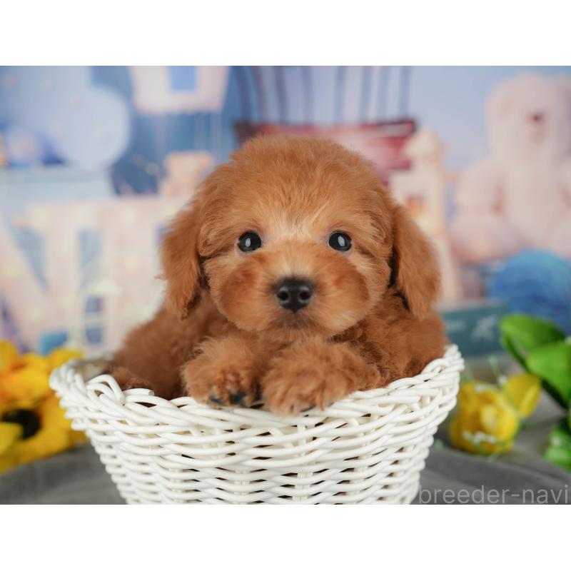 販売中の千葉県のトイプードル-434702の2枚目