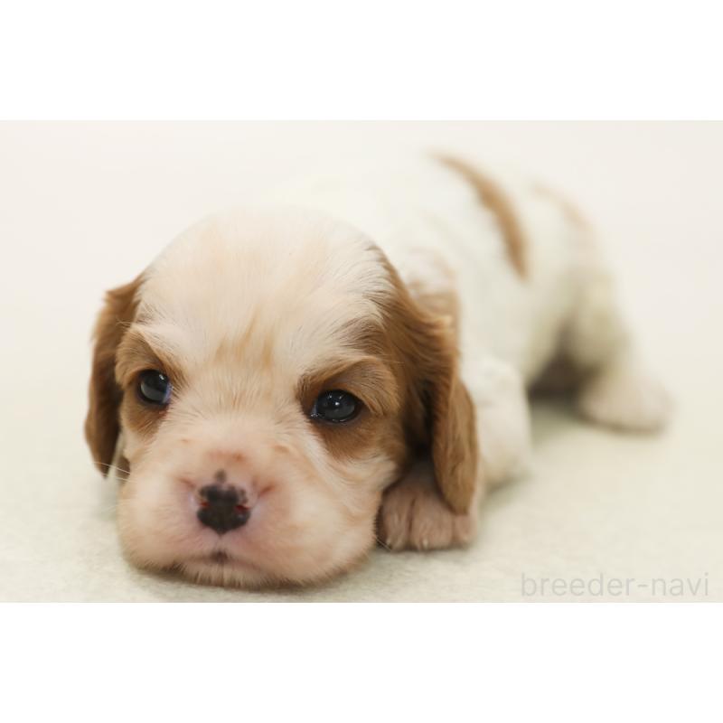 販売中の神奈川県のキャバリアキングチャールズスパニエル-433968