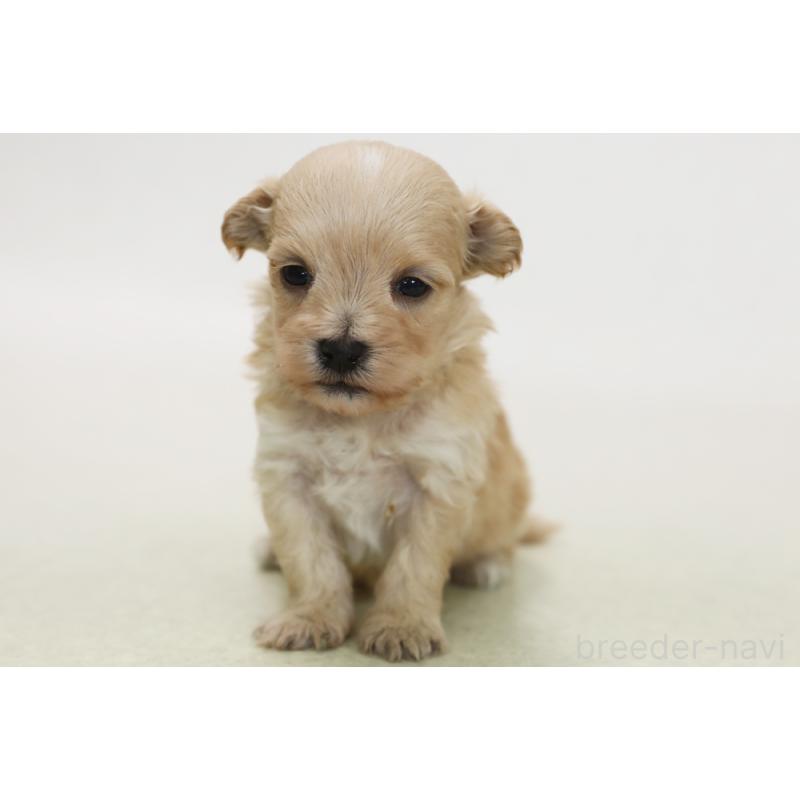 販売中の神奈川県のマルプー:マルチーズ×トイプードル-433956