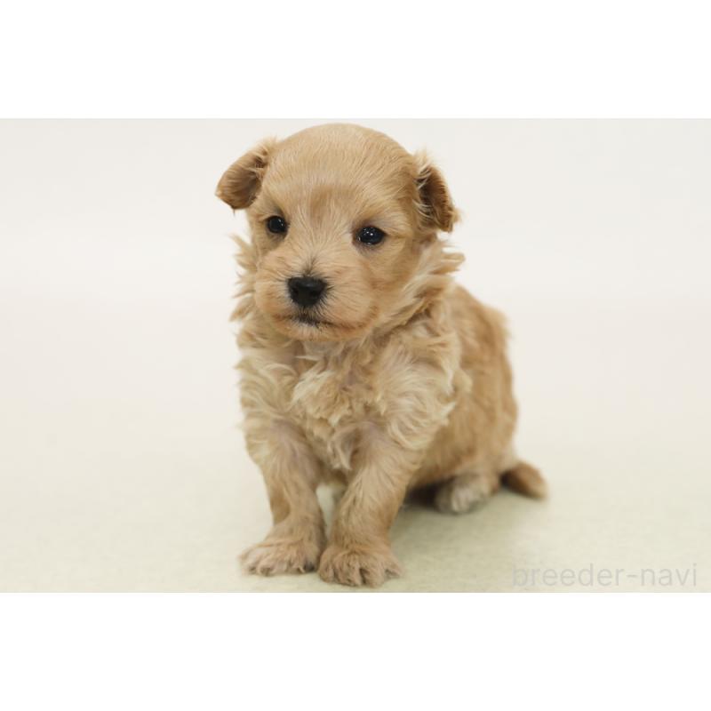 販売中の神奈川県のマルプー:マルチーズ×トイプードル-433957の1枚目