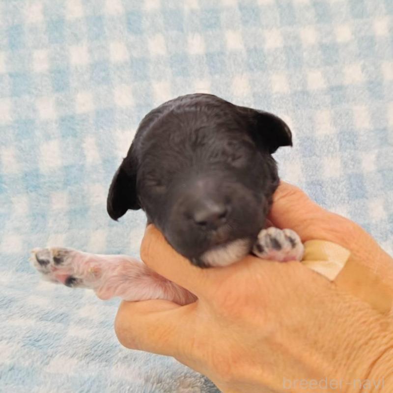 販売中の静岡県のスタンダードプードル-434703