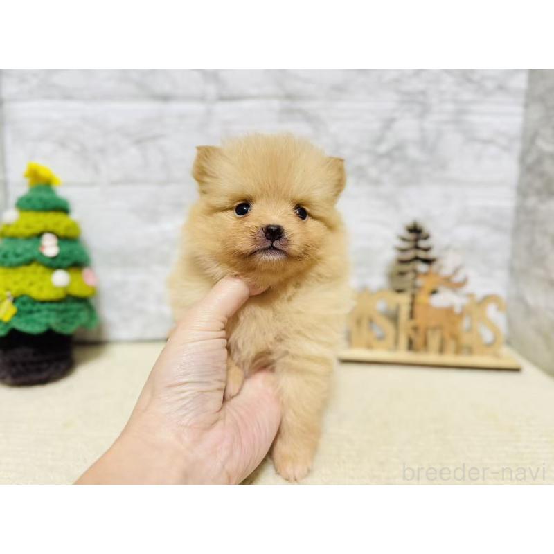 販売中の岐阜県のポメラニアン-434706の8枚目