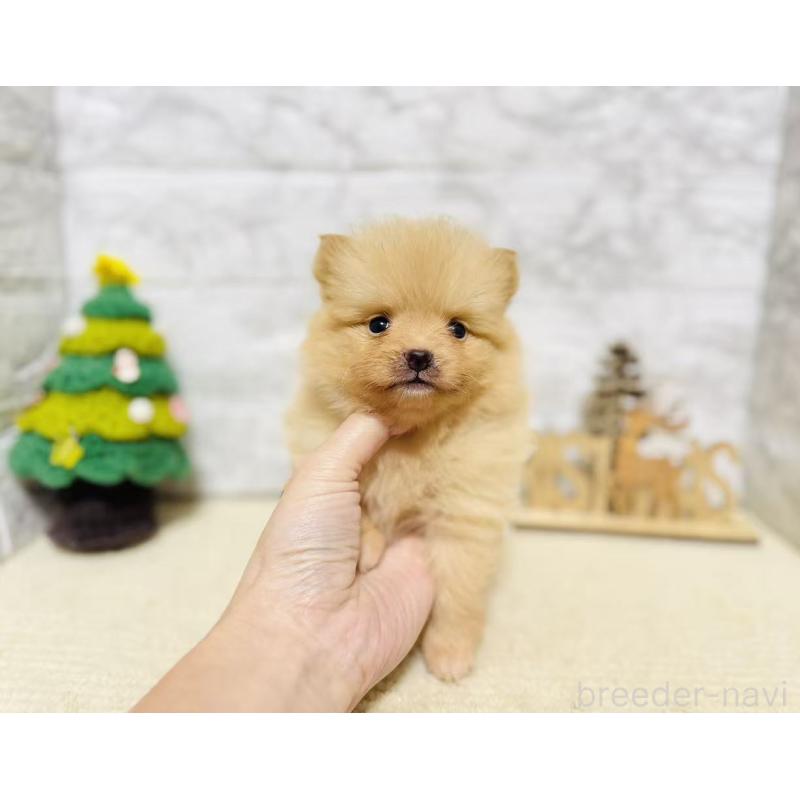 販売中の岐阜県のポメラニアン-434706の7枚目