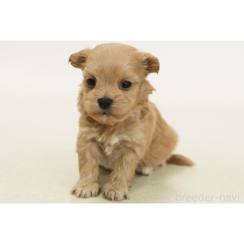 販売中の神奈川県のマルプー:マルチーズ×トイプードル-433958