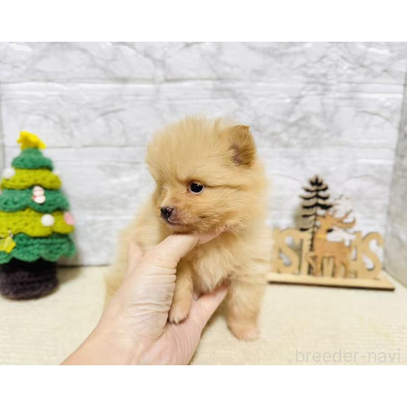 販売中の岐阜県のポメラニアン-434706の6枚目