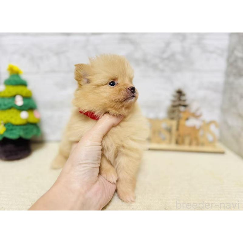 販売中の岐阜県のポメラニアン-434706の5枚目