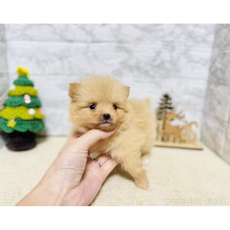 販売中の岐阜県のポメラニアン-434706の4枚目