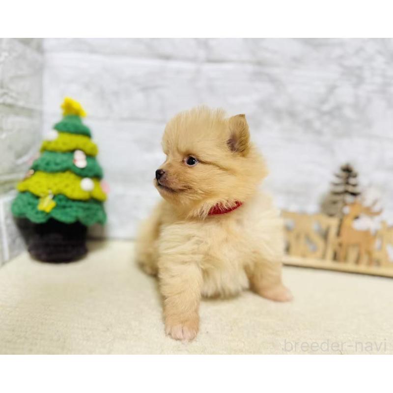 販売中の岐阜県のポメラニアン-434706の3枚目