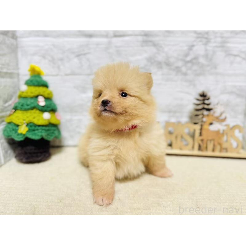 販売中の岐阜県のポメラニアン-434706の2枚目