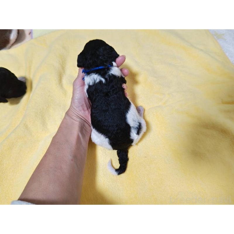 販売中の静岡県のスタンダードプードル-434707の4枚目