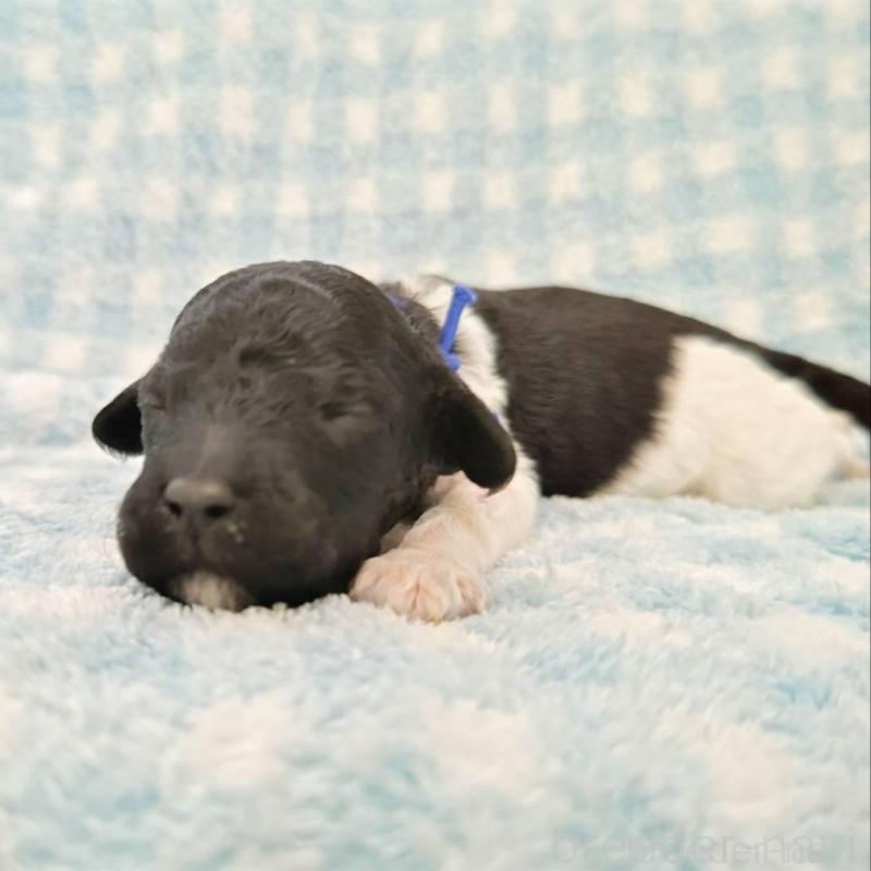 販売中の静岡県のスタンダードプードル-434707