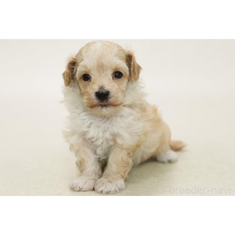 販売中の神奈川県のマルプー:マルチーズ×トイプードル-431484