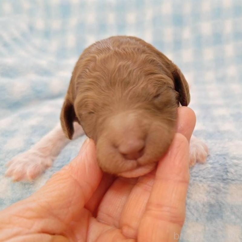 販売中の静岡県のスタンダードプードル-434708