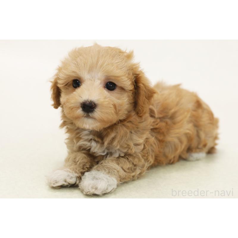 成約済の神奈川県のマルプー:マルチーズ×トイプードル-428629の1枚目