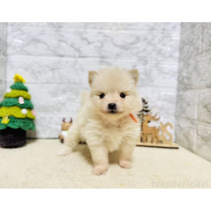 販売中の岐阜県のポメラニアン-434710の9枚目
