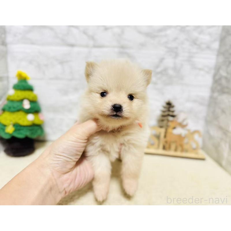 販売中の岐阜県のポメラニアン-434710の8枚目