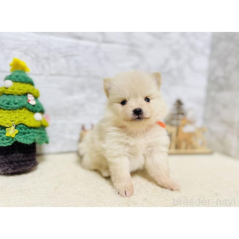 販売中の岐阜県のポメラニアン-434710の7枚目