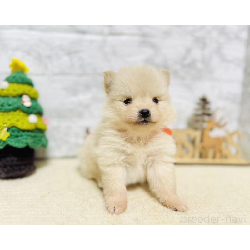 販売中の岐阜県のポメラニアン-434710の6枚目