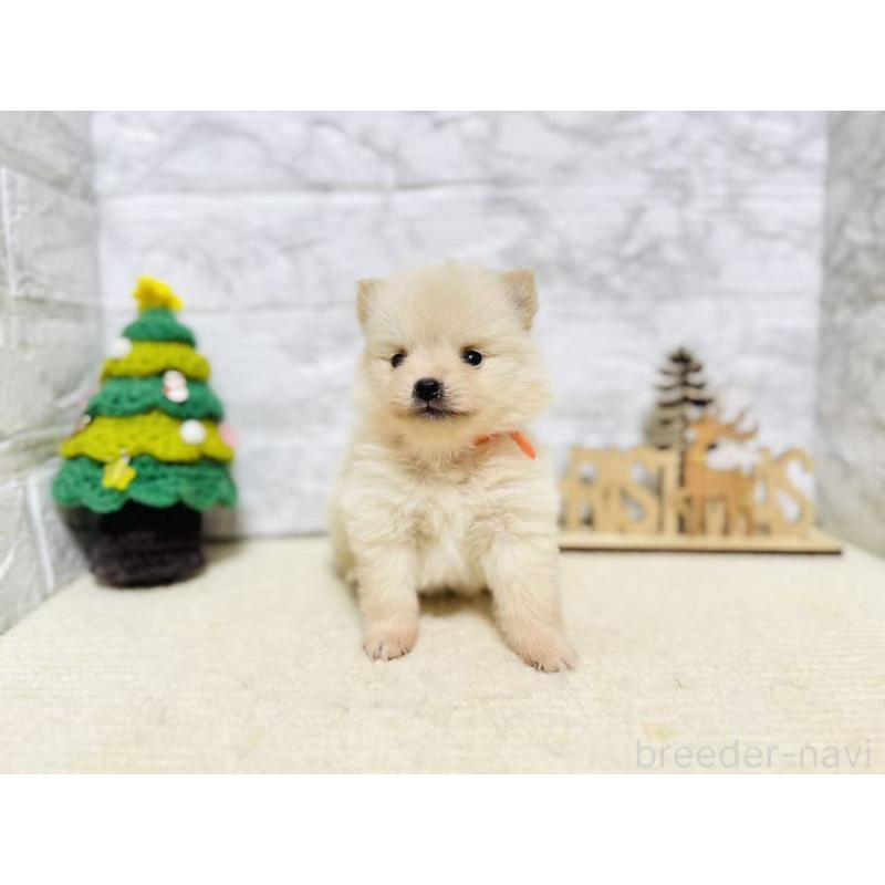 販売中の岐阜県のポメラニアン-434710の5枚目