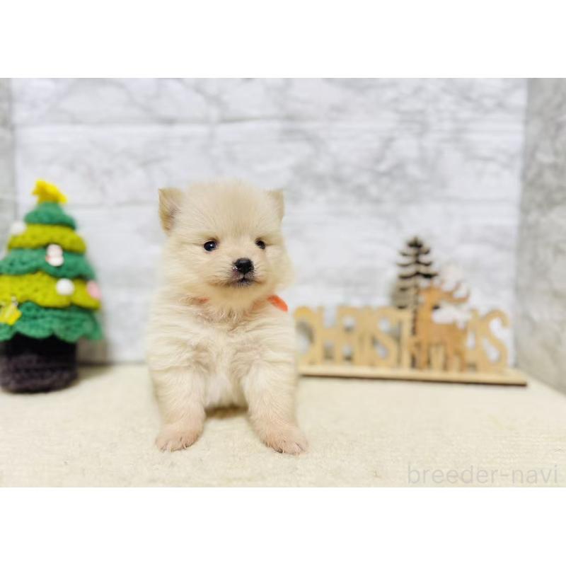 販売中の岐阜県のポメラニアン-434710の4枚目